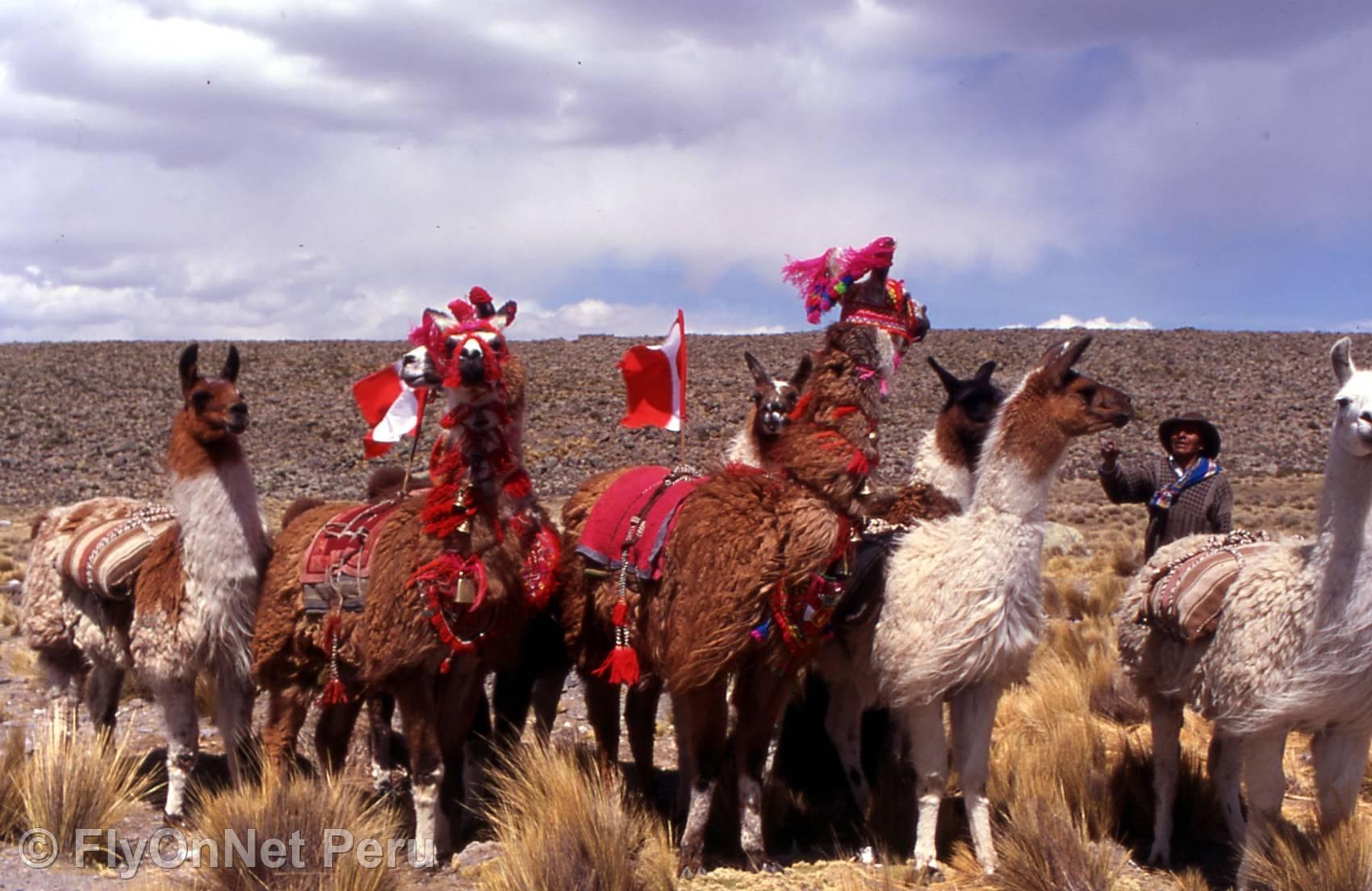 Photo Album: Llamas, Cuzco